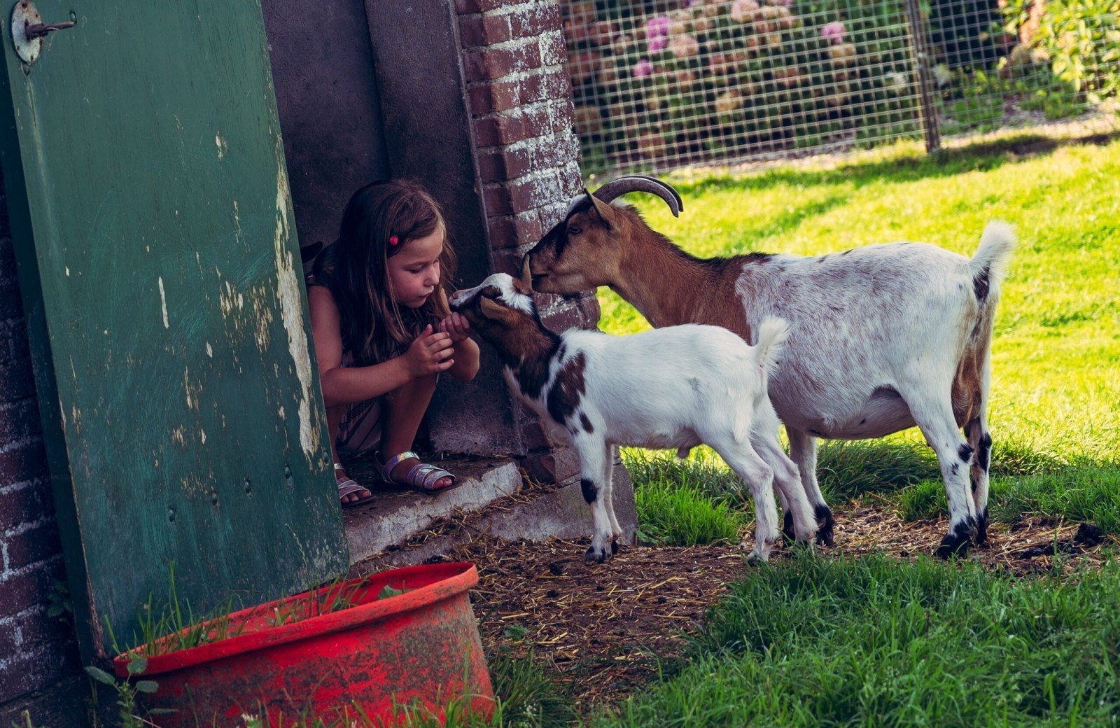 Ontdek de dieren